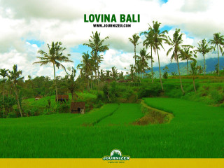 Lush green field palm trees - a path in the middle free wallpaper