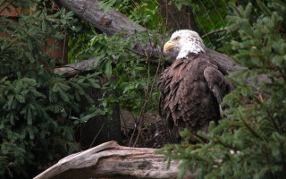 Bald eagle tree branch forest - upper body free wallpaper