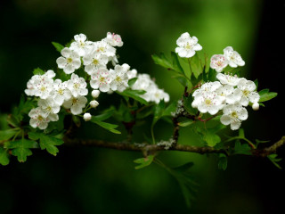 White flowers green leaves branch 4 - white flower free wallpaper