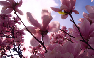Pink flowers blooming tree branch 2 - pink free wallpaper for desktop