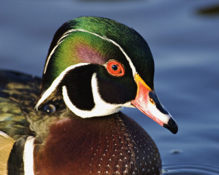 Colorful duck swimming blue background 4 - the water free wallpaper