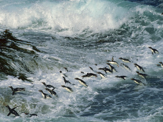 Flock birds ocean wave crashing 3 - in the ocean free wallpaper