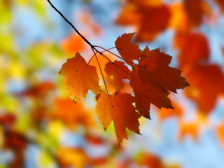 Leaf hanging branch sky background - a leaf free wallpaper