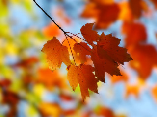 Leaf hanging branch sky background 3 - a leaf free wallpaper
