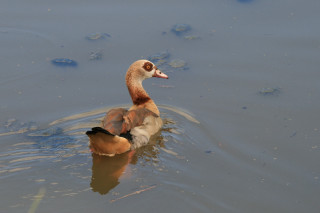 Duck swimming duckling mouth duckling - mouth free wallpaper