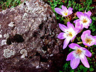 Rock flowers moss butterfly cherryblossom - andy goldsworthy free wallpaper
