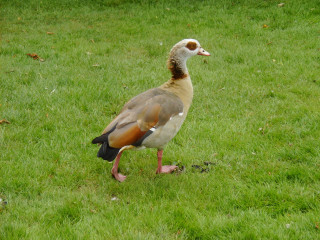 Duck walking grass beak open - boetius adamsz bolswert free wallpaper