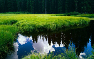 Lush forest stream bamboo nature - tree and grass free wallpaper