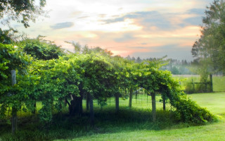 Trees field sky clouds distance - a group of trees free wallpaper