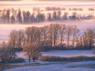 Foggy landscape trees road field 2 - foggy free wallpaper