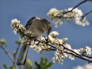 Bird branch white flowers blue 2 - a branch of a tree free wallpaper