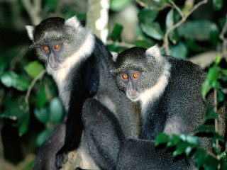 Monkeys tree orange eyes looking 2 - andries both free wallpaper
