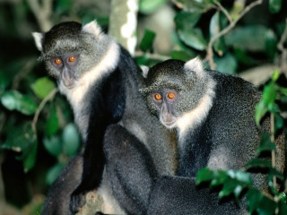 Monkeys tree orange eyes looking - andries both free wallpaper