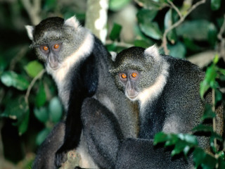 Monkeys tree orange eyes looking 4 - andries both free wallpaper