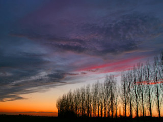 Sunset trees clouds foreground row - impressionist free wallpaper