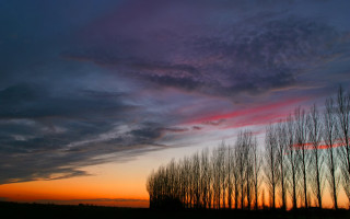 Trees sunset clouds sky background - a row of trees free wallpaper