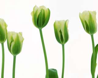 Flowers vase table white background 2 - a white wall free wallpaper