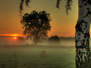Foggy field tree sunset clouds - a tree and a sunset in the background free wallpaper