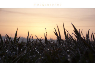 Sunset field grass water drops - bernard meninsky free wallpaper