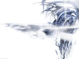Palm tree white background blurry - branch free wallpaper
