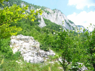 Mountain large rock trees bushes - nature free wallpaper