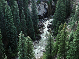 River forest trees rocks water 2 - forest free wallpaper