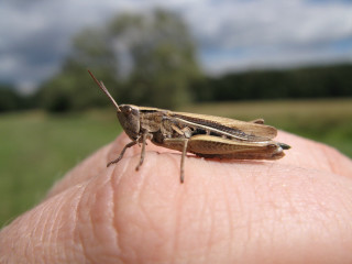 Hand bug finger field macro - hopper free wallpaper
