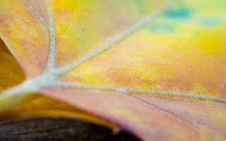 Yellow green leaf macro blurry 2 - yellow free wallpaper