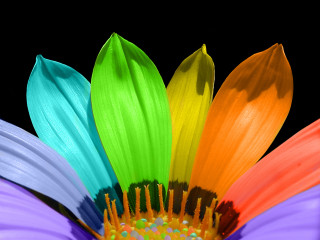Colorful flower black background close - vivid free wallpaper