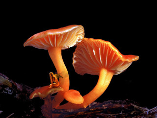 Two orange mushrooms sitting on - a rock together free wallpaper