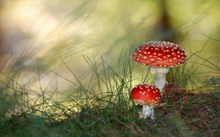 Two mushrooms grass ground woods - the other free wallpaper
