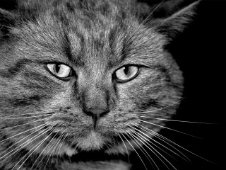 Cat face black white border 4 - a white border free wallpaper