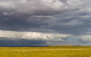 Field animals cloudy sky trees 3 - a few animal free wallpaper