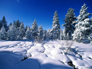 Snowy landscape trees bushes blue 2 - the foreground free wallpaper