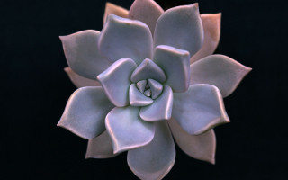 Large white flower black background 3 - a black background in the background free wallpaper