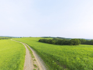 Dirt road lush green field 3 - a forest of trees and bushes free wallpaper