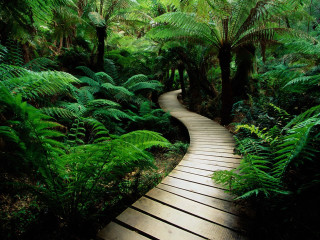 Wooden path forest foliage fireflies - a lush green forest free wallpaper