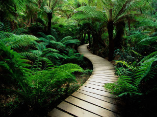 Wooden path forest trees ferns 2 - both side of it free wallpaper
