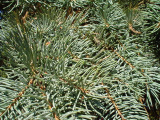 Pine tree closeup needles branches 2 - a close up of a pine tree free wallpaper