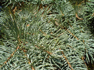 Pine tree needles branches foliage - a close up of a pine tree free wallpaper