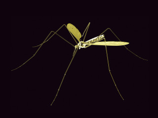 Mosquito dark background yellow tip 3 - the dark free wallpaper