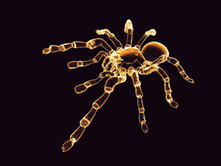 Spider closeup black background light - illustration free wallpaper