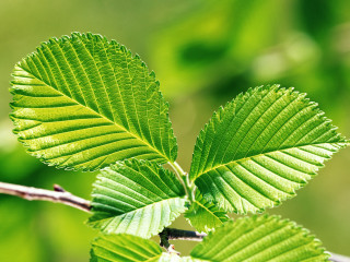 Leaf macro blurry background green - a blurry background of leaves free wallpaper