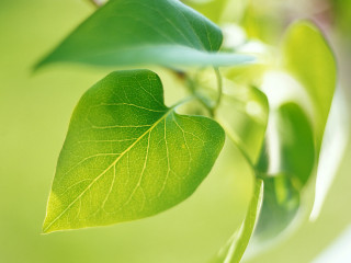 Green leaf closeup blurry background 5 - a blurry background of leaves free wallpaper