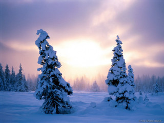 Snowy landscape trees sun clouds - a snowy landscape free wallpaper