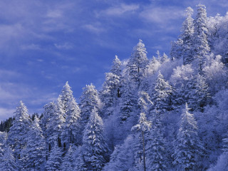 Snowy forest blue sky cherry 3 - forest free wallpaper