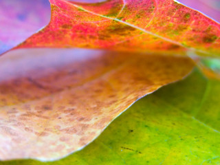 Leaf blurry background macro photography - macro photography free wallpaper