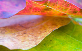 Close up leaf red yellow - macro photography free wallpaper