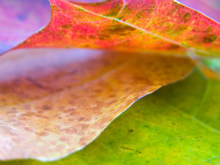 Leaf closeup blurry background green - a blurry background of leaves free wallpaper