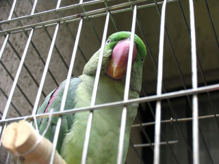 Green parrot cage wooden stick 3 - a cage free wallpaper
